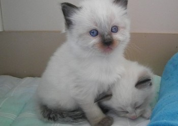 chaton mâle seal colourpoint  - Chatterie Ragdolls du Val de Beauvoir